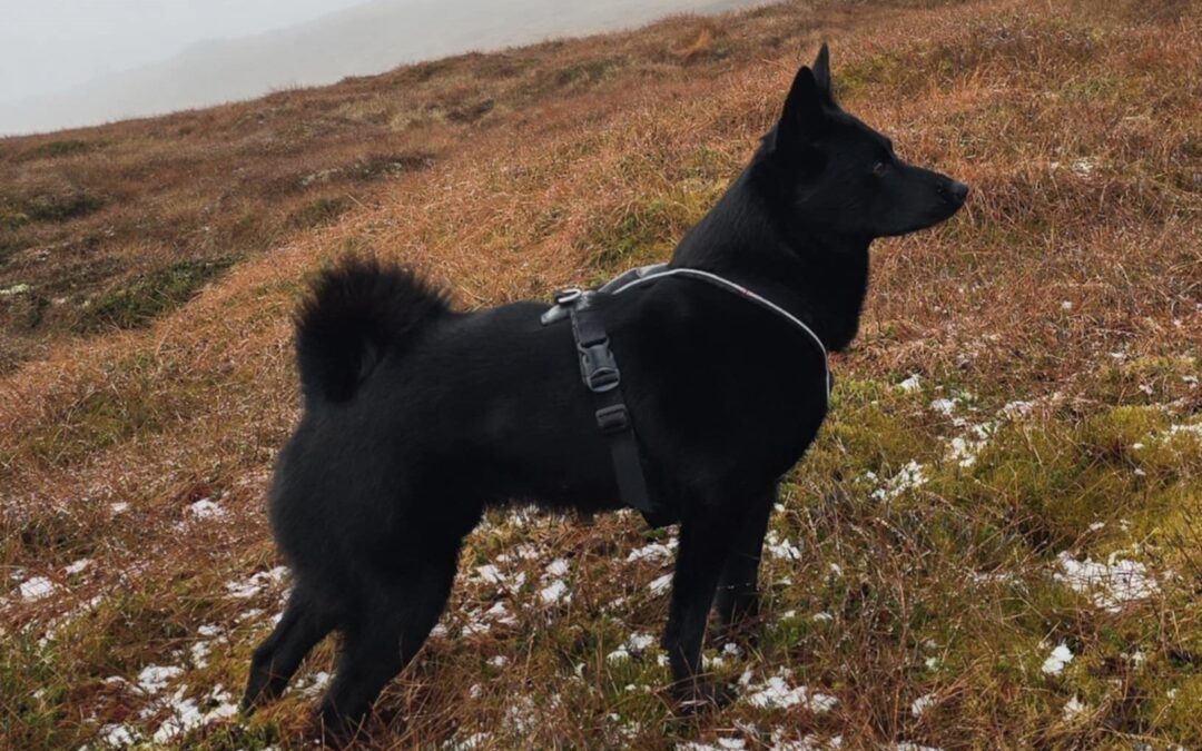 Setesdalsprøven